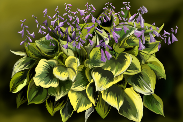 Image of a hosta plant also known as plantain lilies it has parallel veins, clearly a monocot 